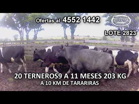 Lote 20 Terneros 11 HO- 9 HO c/ SH 203 Kgkg -  en Paraje Quinton- A 10 Km de Tarariras