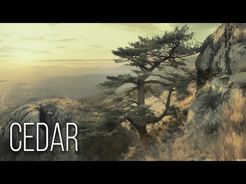 Cedar Trees: Giants of Time and Silence