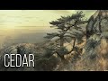 Cedar Trees Giants Of Time And Silence