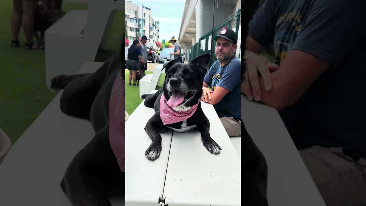 Enlarge Rootbeer, a Adoptable Black Labrador Retriever in Los Angeles, CA video 6/6