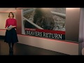 Beavers Return To Kent