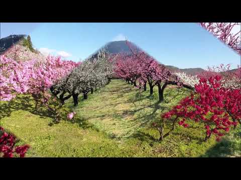 春の飯坂～百花繚乱～サムネイル