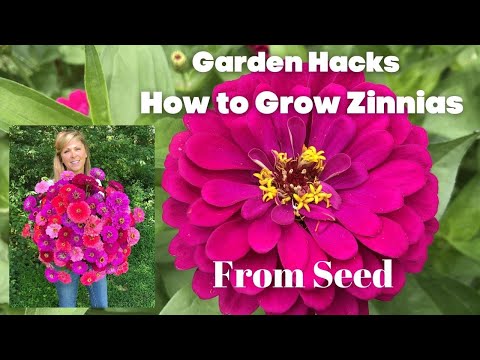 YouTube video about: When to plant zinnias in georgia?