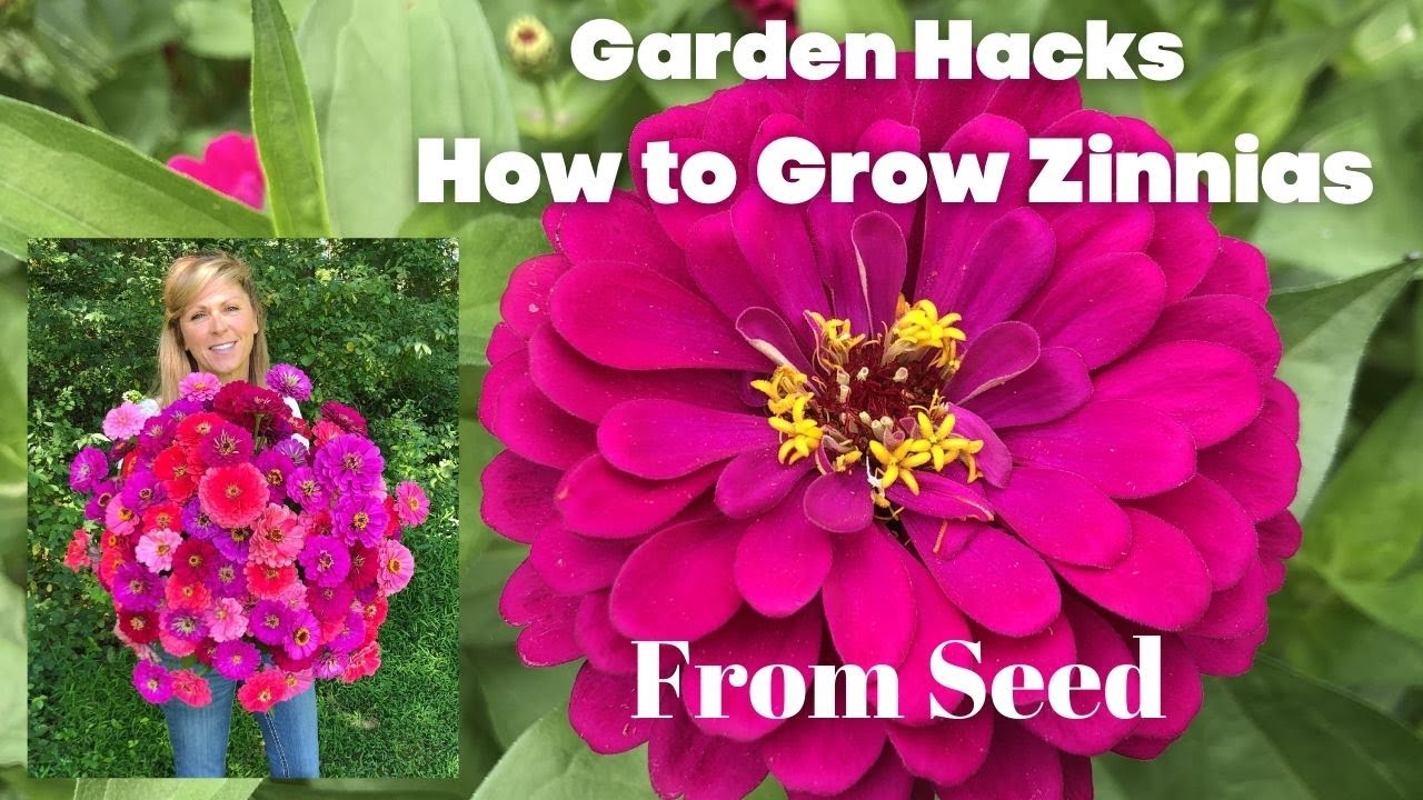 Should you soak zinnia seeds before planting?