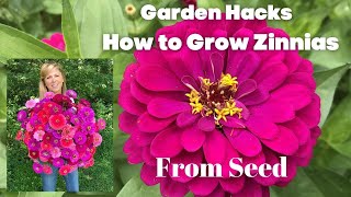 How to Grow Zinnias From Seed