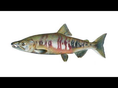 Кета – рыба семейства лососевые