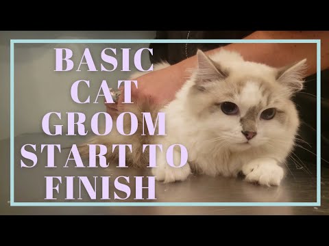 How to Groom a Cat - Basic groom start to finish