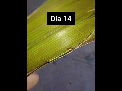 Ciclo de vida de mariposa buho (opsiphanes cassina) #insects #insectos #mariposa