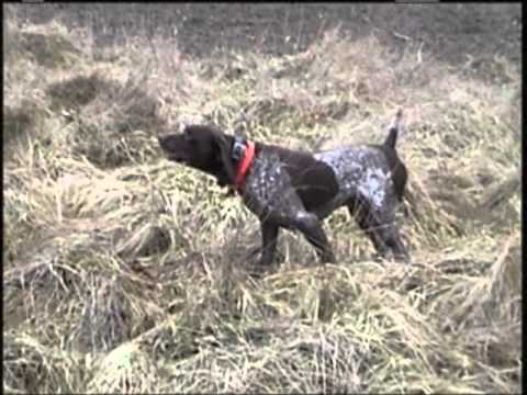 German Shorthaired Pointer finds Bird 30 Yards Down Wind