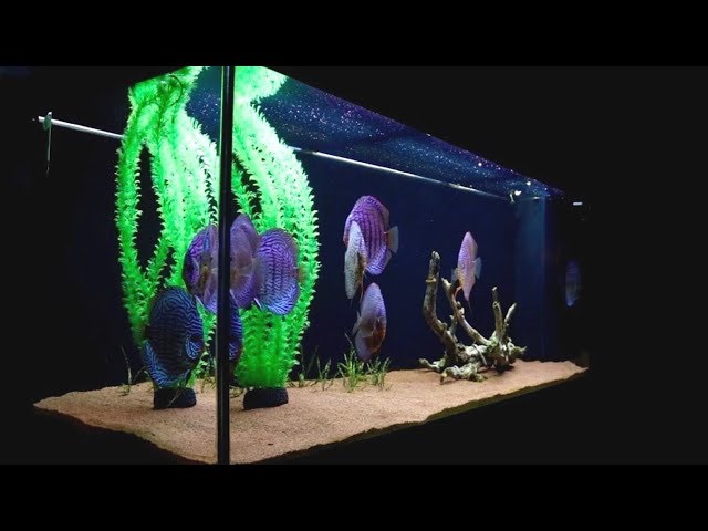 Adding Fake Plants To My Discus Fish Tank | Juwel Rio 400