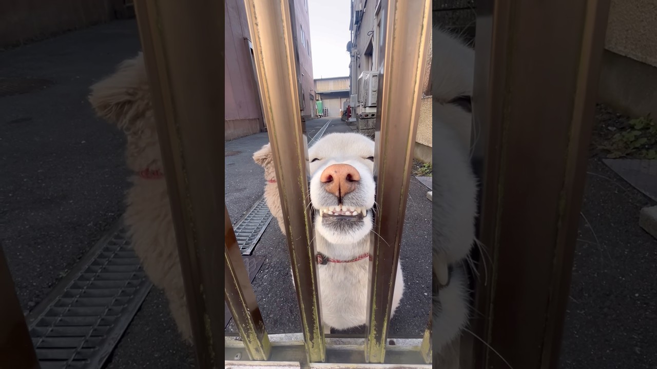 お別れは、いつだって切ない#いかないで