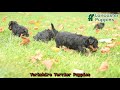Yorkshire Terrier dogs for sale: Lola  - Video 1