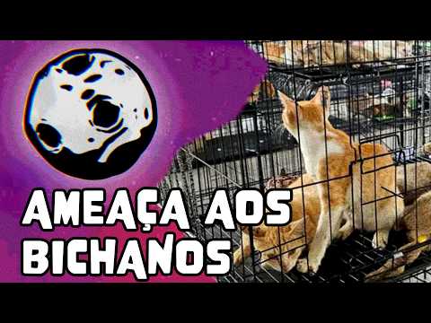 NO VIETNÃ, 2.700 GATOS SÃO ROUBADOS PARA DESTINO TERRÍVEL E SUSPEITOS VÃO PRA CADEIA |FORA DE ÓRBITA