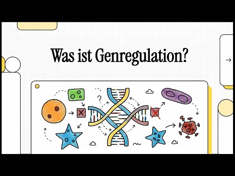 Was ist Genregulation? | EINFACH ERKLÄRT