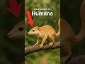 Human Evolution In Under 60 Seconds