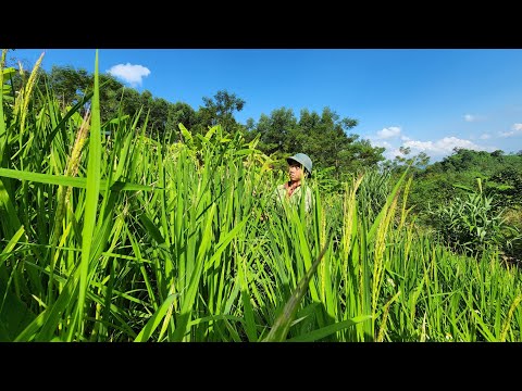 Jhony visits the garden and feeds the wild boar,Survival instinct, builds life (EP 184)