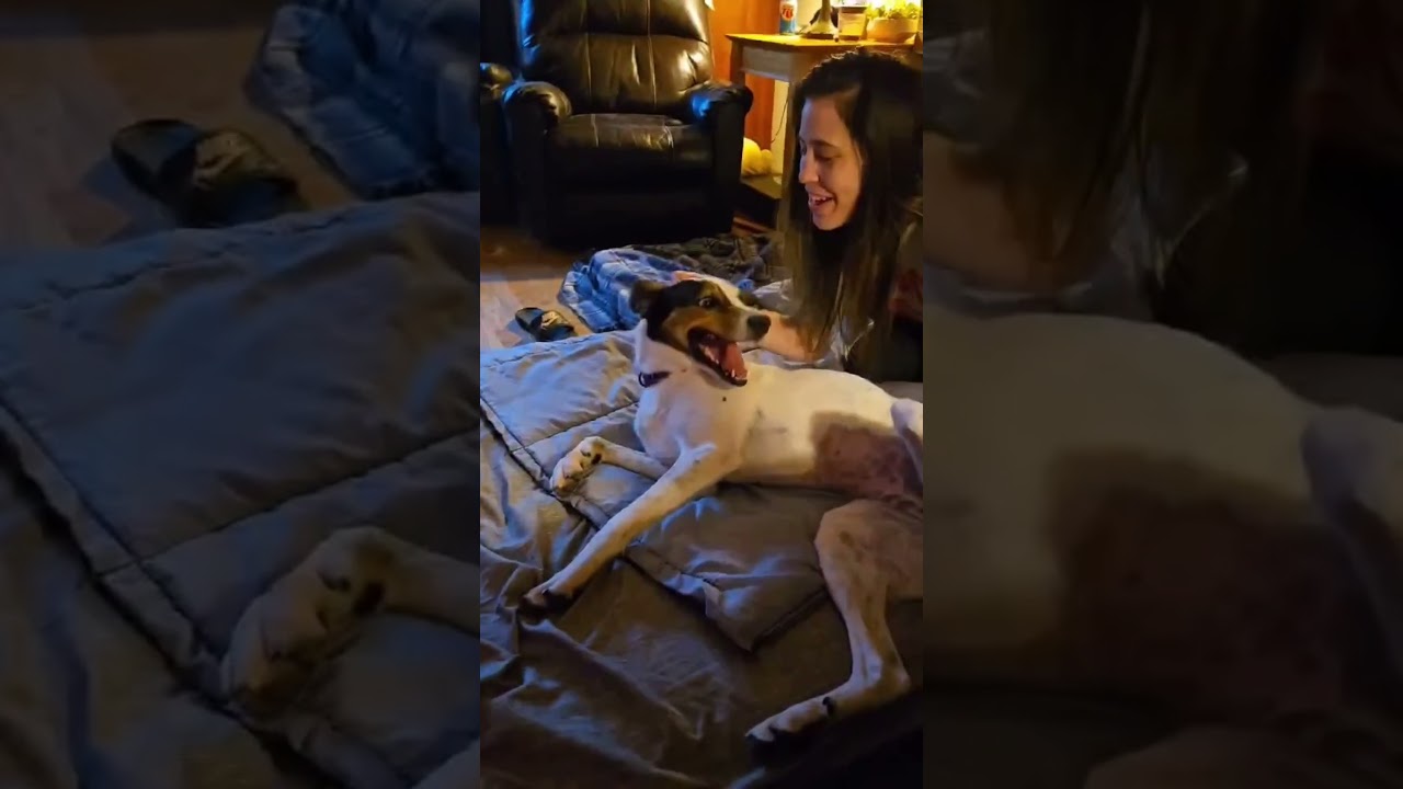 Missy, a Adoptable mixed breed in Warrenville, IL video 5/5