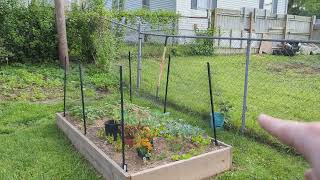 How to Keep Squirrels and Rabbits out of Your Veggie Garden (CHEAP, EASY, EFFECTIVE)