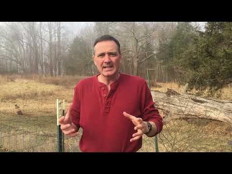 Growing Oak Trees From Planting Acorns