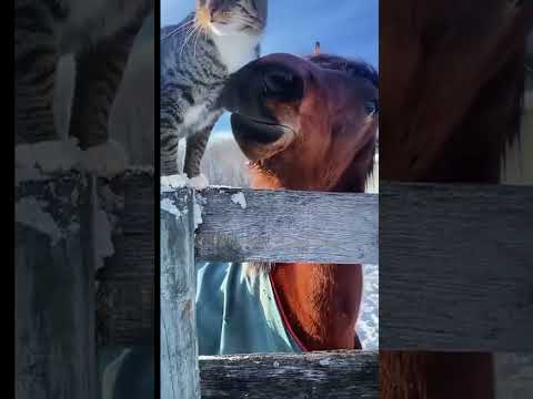 Funny cats & Horses #fun #cat #horse #nature #like #fallow #comment #save #share