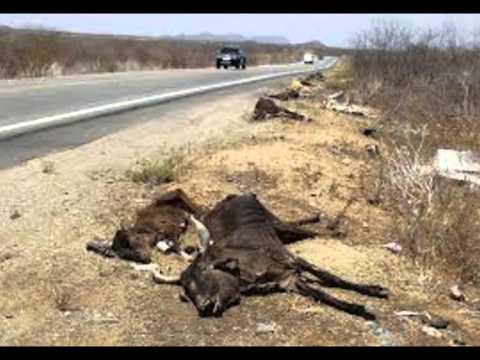 Que imagens. É o Nordeste brasileiro