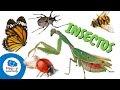 Datos Interesantes Sobre Los Insectos Happy Learning ️