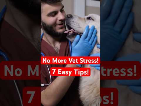 7 Tips to Make Your Dog’s Vet Visit Stress-Free!
