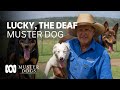 Lucky The Deaf Muster Dog Finds His Forever Home Muster Dogs ABC Australia