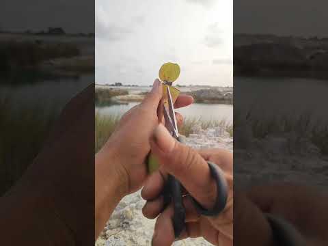 A Tiny Bird in Trouble 🐦 ❤️ | Beautiful Wildlife Rescue Moment!