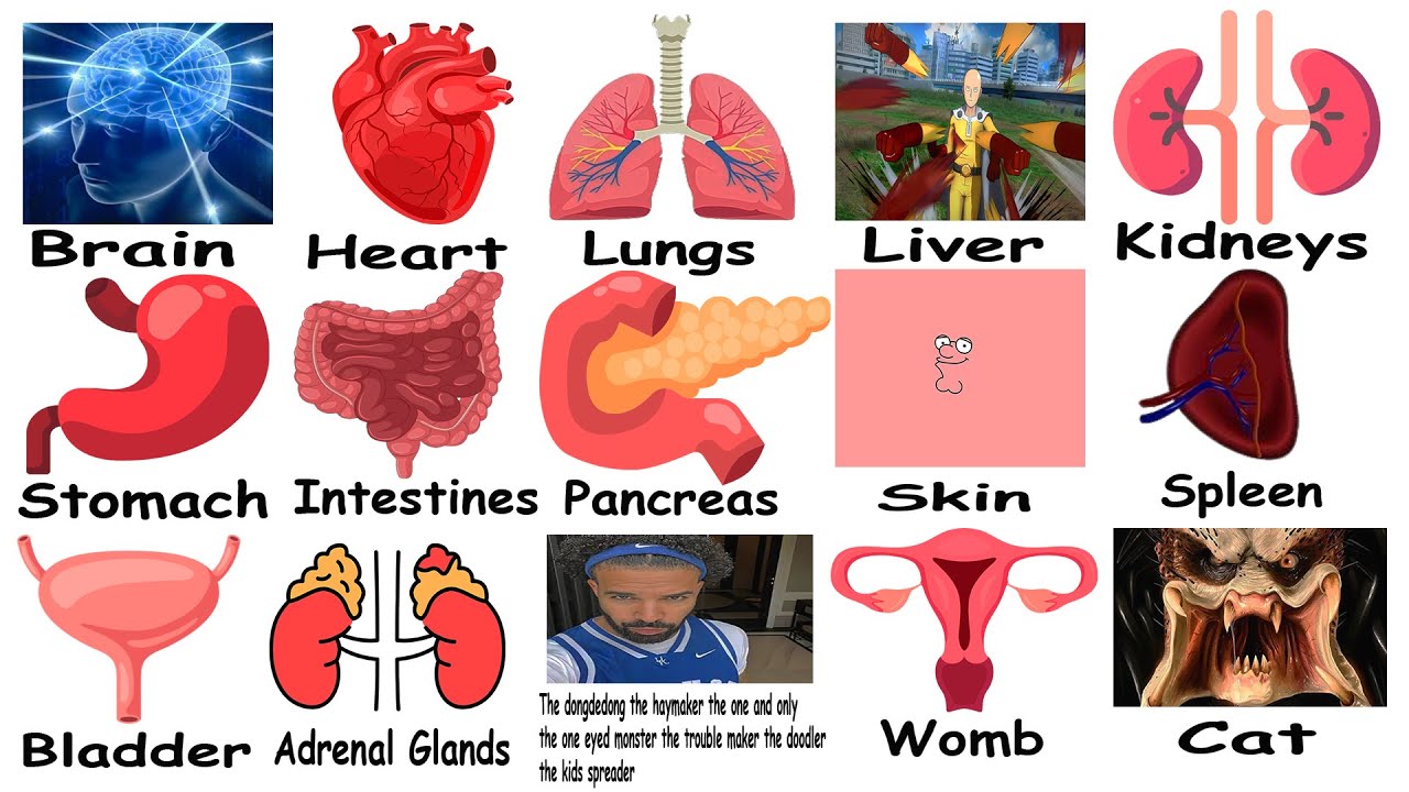 Every Human Organ Explained Using Memes