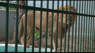 REUBICA  PROFEPA 12 FELINOS DE VERACRUZ A 3 UMAS