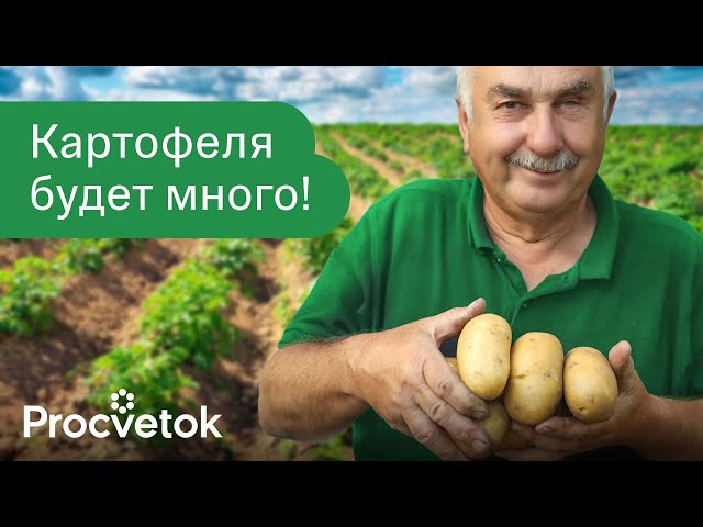 ВЫ ЕЩЕ МОЖЕТЕ УВЕЛИЧИТЬ УРОЖАЙ КАРТОФЕЛЯ НА 70%, если сделаете так в августе!