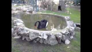 Black swan in the lake