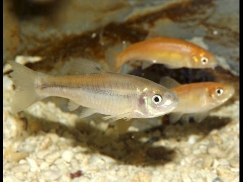 SPOTLIGHT: Fathead and Rosy-Red Minnows