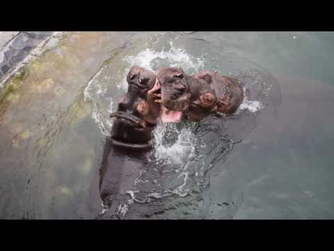 Spectacular hippos plaing in the water  !!  /Hipopotami jucandu-se in apa !!