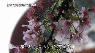 preview picture of video '「20110314_淡水天元宮櫻花季_1」的複本'