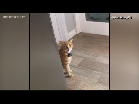 download lagu mp3 mp4 Cat Saying Hi, download lagu Cat Saying Hi gratis, unduh video klip Cat Saying Hi