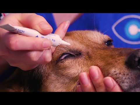 How to apply ointment to your dog's eyes