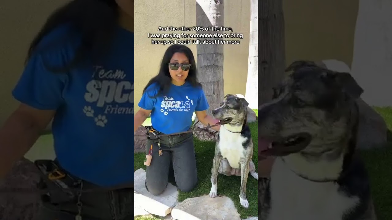 Coconut, a Adoptable mixed breed in Long Beach, CA video 6/6