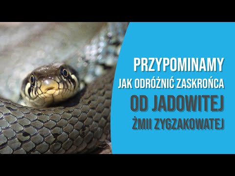 Zaskroniec a żmija. Jak je odróżnić?