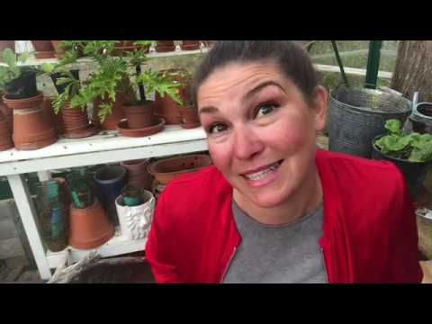 Odla Zinnia Blommorna som blommar lång tid ! När så och hur odlar en Zinnia Trädgård odling