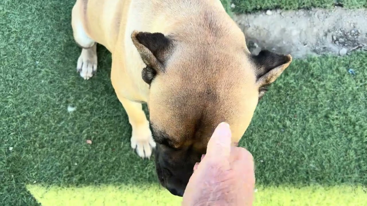Enlarge Cinnamon (Available Oct. 22), a Adoptable mixed breed in Wasco, CA video 5/6