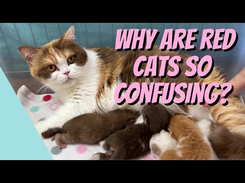 Why Are Red Cats So Confusing? – Cat Breeding For Beginners, Cattery Advice for Breeders