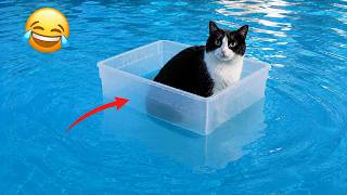 Ultimate Funny Cats Compilation 2026
