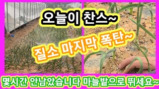 마늘대박 마지막 찬스~~마늘 웃거름주는 시기 추비 귀농귀촌 주말농장,텃밭