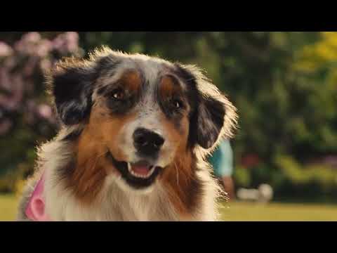 Mazie Scene Pack part 2 | Marmaduke