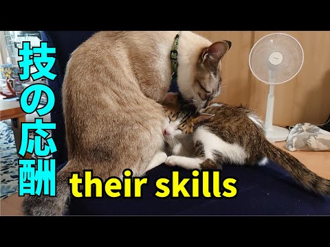 their skills