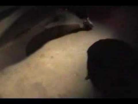 Jimbo @ bboy hodown 2007 house cipher - housedancer.com