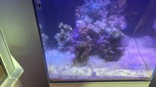 Resurrection after bubble algae