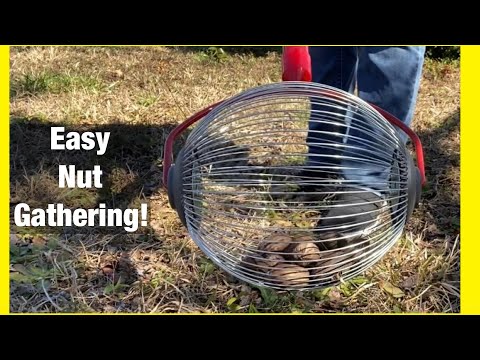 Nut Weasel For Acorns